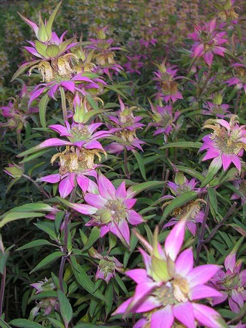 G6303 Monarda Punctata - View 28 from www redcrocus com