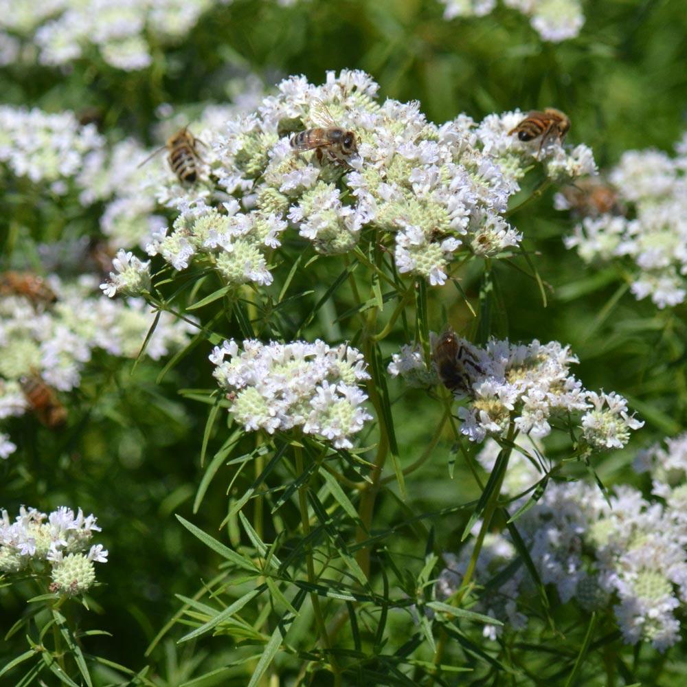 G6304 Pycnanthemum Tenuifolium 11 77e61a2d Ddfb 403f 8a59 449b111b0c9f from www redcrocus com