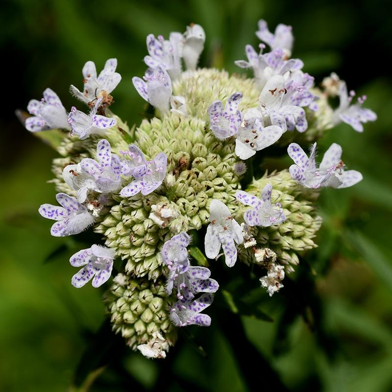 G6304 Pycnanthemum Tenuifolium 14 921607f4 F5d2 4a5c 9c2e 1dacd950601b from www redcrocus com
