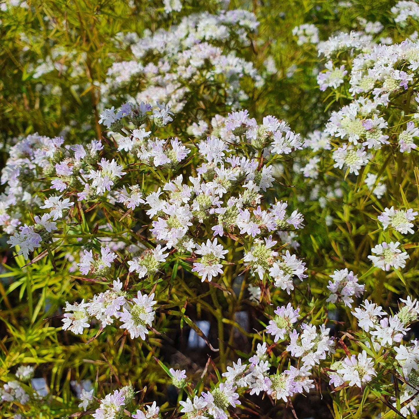 G6304 Pycnanthemum Tenuifolium - View 15 from www redcrocus com