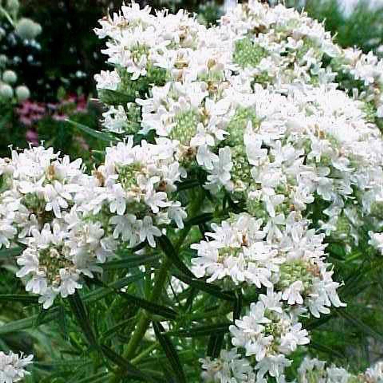 G6304 Pycnanthemum Tenuifolium 1 2ec6266b 4890 4b2f 97ee E982c59a0c2a from www redcrocus com