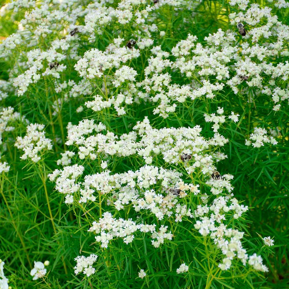 G6304 Pycnanthemum Tenuifolium 7 881e1816 76e9 4039 926a 5e20313666fd from www redcrocus com