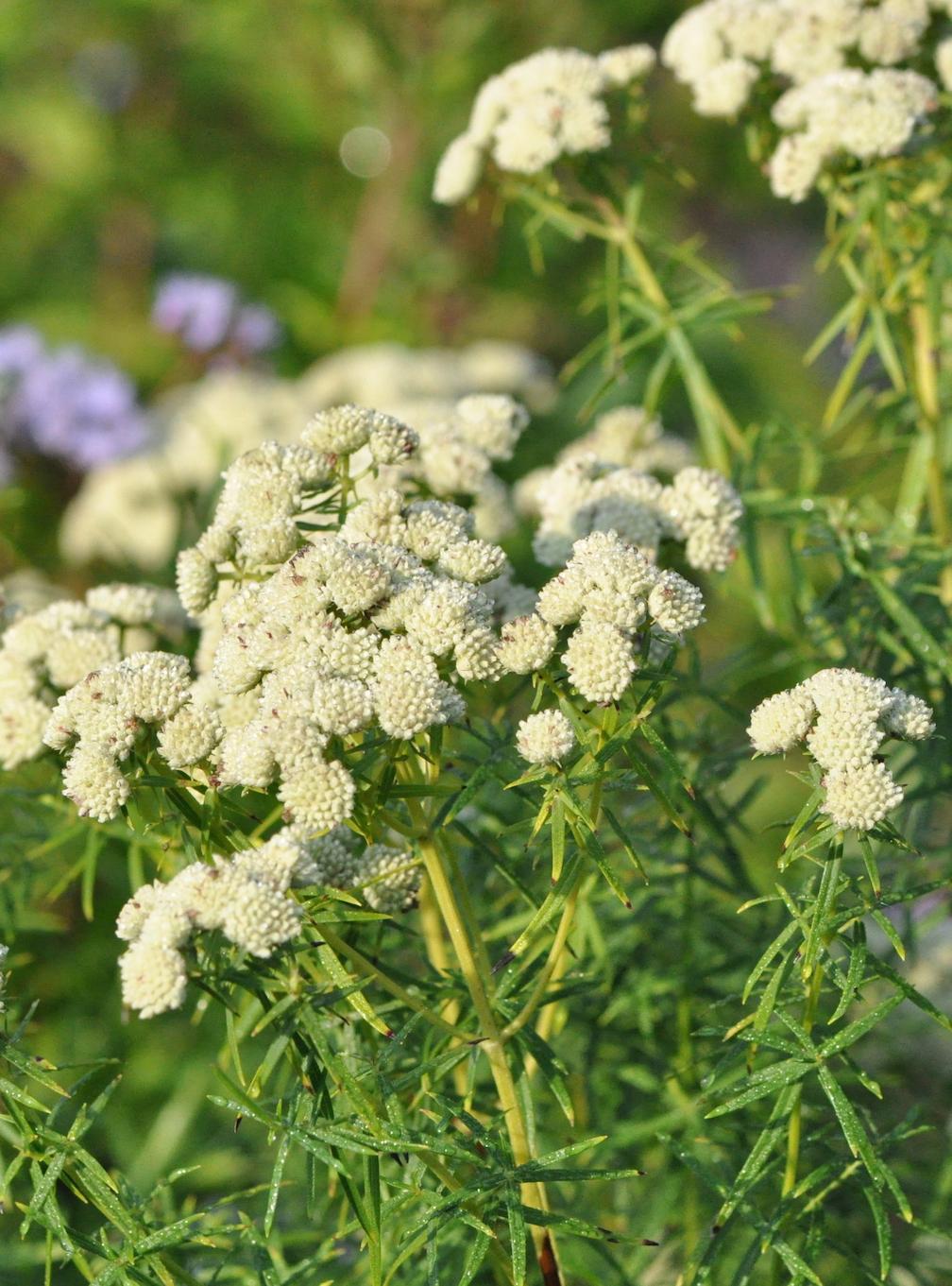 G6304 Pycnanthemum Tenuifolium 8 8a21fd1f Caf9 4625 A0a6 B4aeebecaeb2 from www redcrocus com