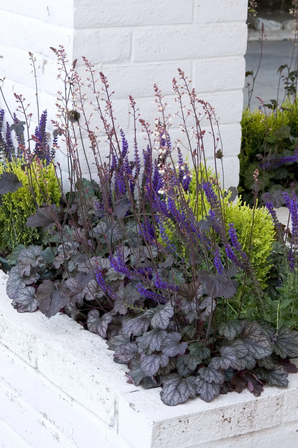 G635 Heuchera X 'silver Scrolls' - View 15 from www redcrocus com