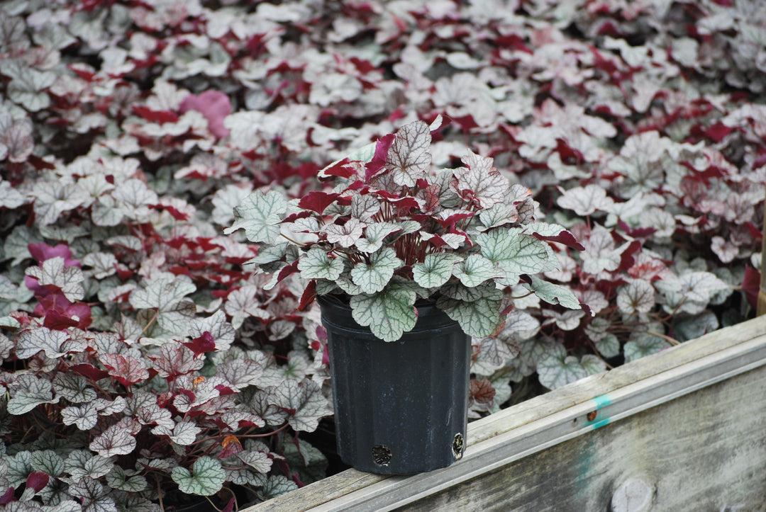G635 Heuchera X 'silver Scrolls' - View 16 from www redcrocus com