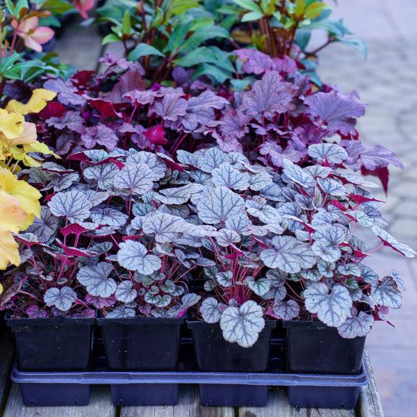 G635 Heuchera X 'silver Scrolls' - View 20 from www redcrocus com