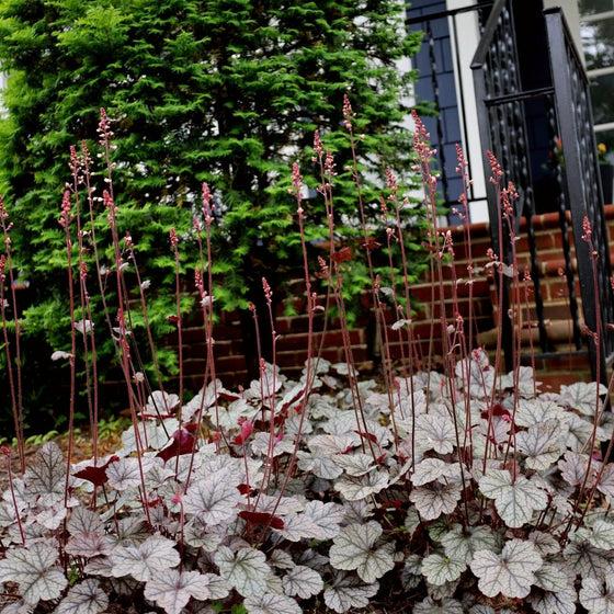 G635 Heuchera X 'silver Scrolls' - View 28 from www redcrocus com