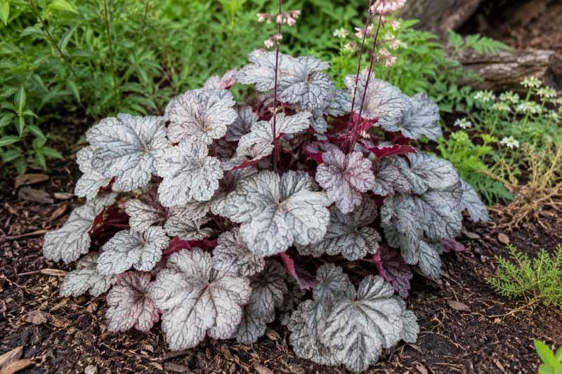 G635 Heuchera X 'silver Scrolls' - View 31 from www redcrocus com