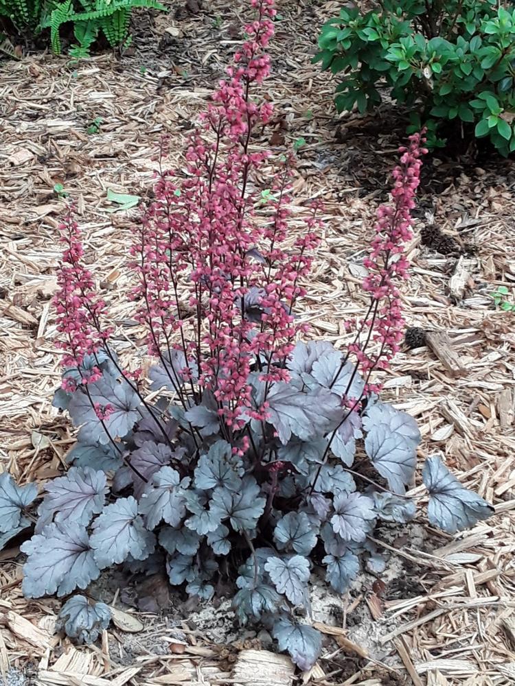 G635 Heuchera X 'silver Scrolls' - View 32 from www redcrocus com