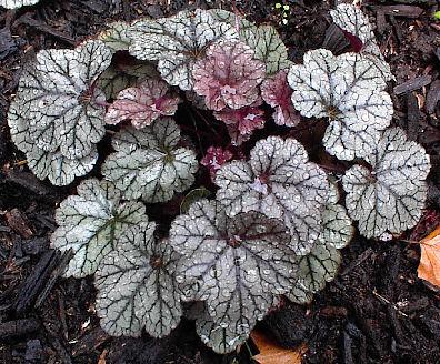 G635 Heuchera X 'silver Scrolls' - View 33 from www redcrocus com