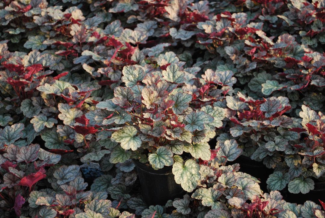G635 Heuchera X 'silver Scrolls' - View 34 from www redcrocus com
