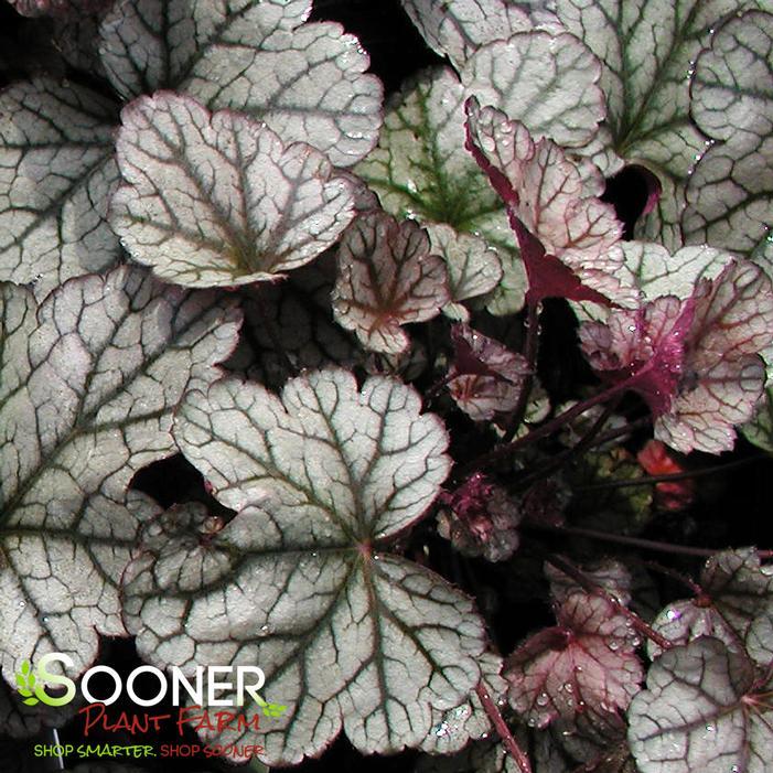 G635 Heuchera X 'silver Scrolls' - View 36 from www redcrocus com