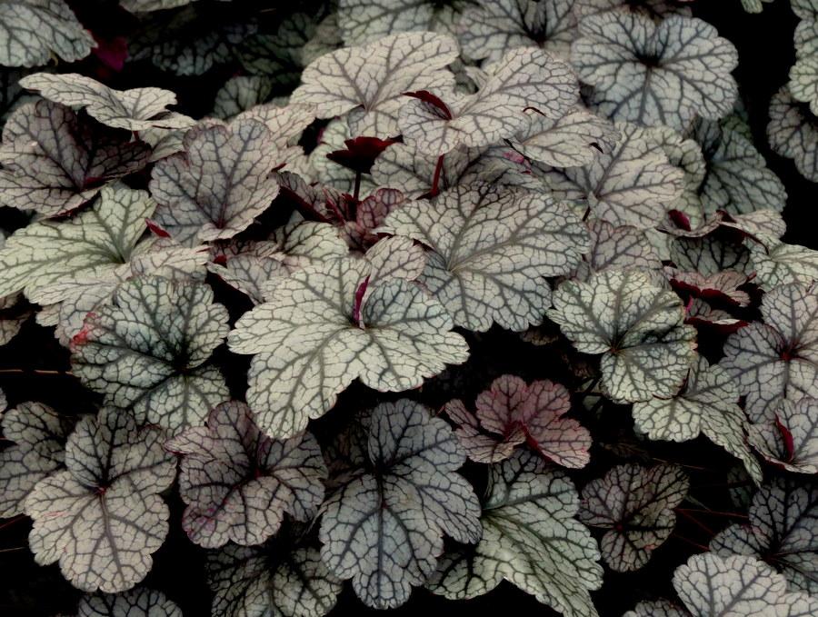 G635 Heuchera X 'silver Scrolls' - View 39 from www redcrocus com