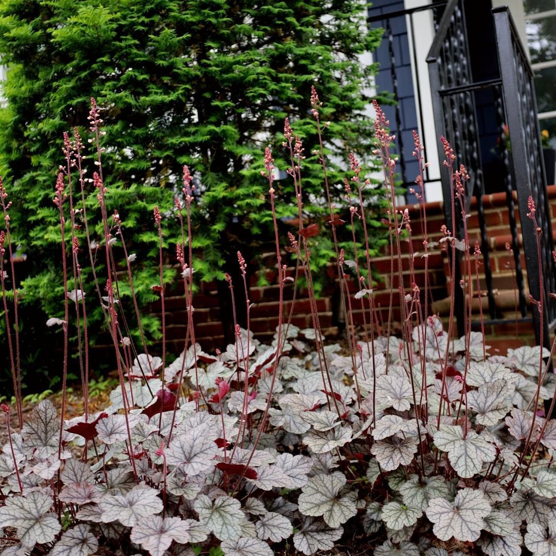 G635 Heuchera X 'silver Scrolls' - View 3 from www redcrocus com