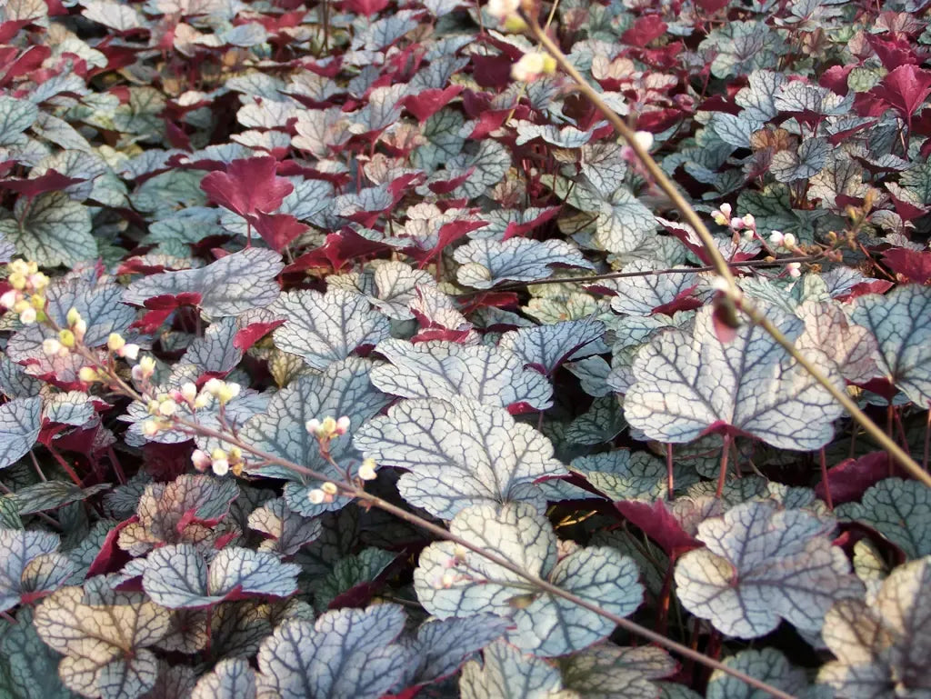 G635 Heuchera X 'silver Scrolls' - View 40 from www redcrocus com