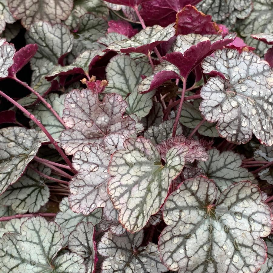 G635 Heuchera X 'silver Scrolls' - View 5 from www redcrocus com