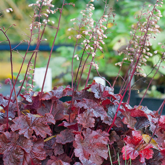 G6363 Heuchera X Cajun Fire - View 11 from www redcrocus com
