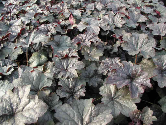 G6366 Heuchera X Steel City - View 10 from www redcrocus com