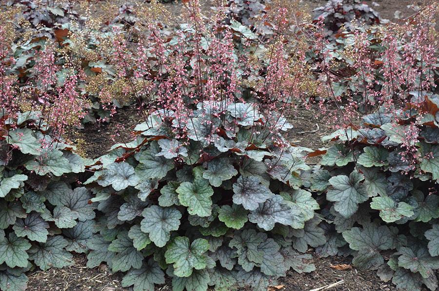 G6366 Heuchera X Steel City 11 8201af43 F067 49d8 87fc 784a9a3699ad from www redcrocus com