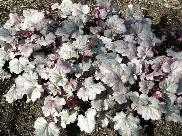 G6366 Heuchera X Steel City 15 Fd0f4c0f 75d7 466a Af8e B43eb3c822ca from www redcrocus com
