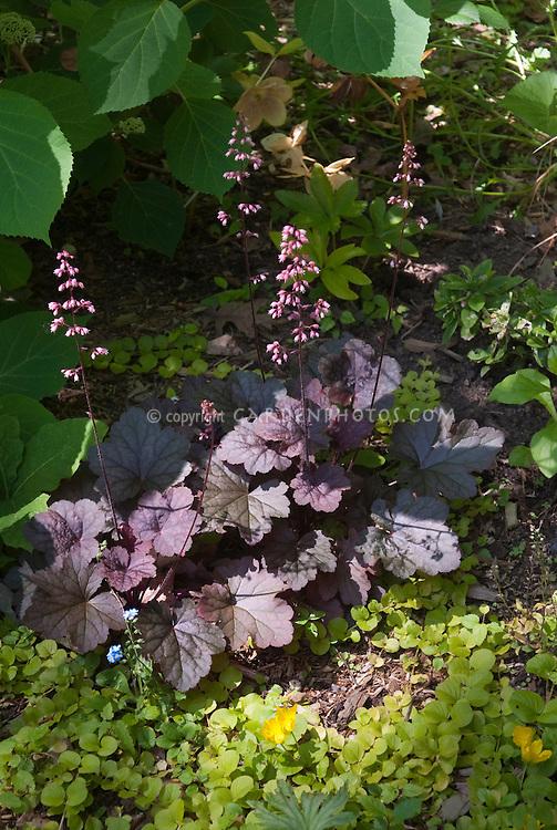 G6366 Heuchera X Steel City 18 D1728675 C0d4 43ad Abdf 1d491d35edbe from www redcrocus com