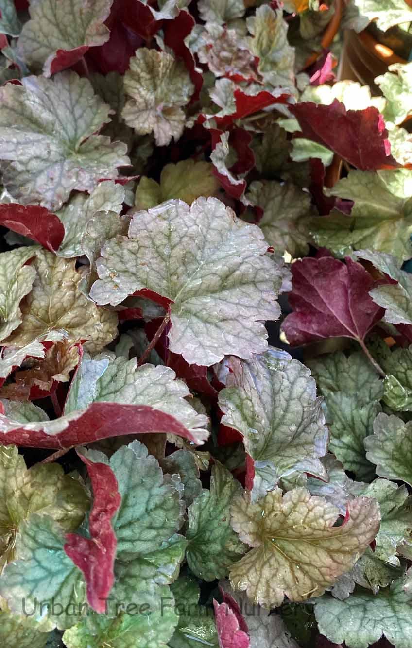 G6366 Heuchera X Steel City 19 Ede636a9 D014 4992 B93c 0649301e80bb from www redcrocus com