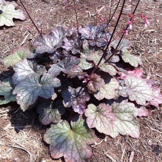 G6366 Heuchera X Steel City - View 1 from www redcrocus com