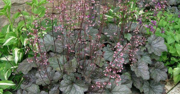 G6366 Heuchera X Steel City 20 Ff2eb2f6 13c0 4667 8531 Cb76cd367fba from www redcrocus com