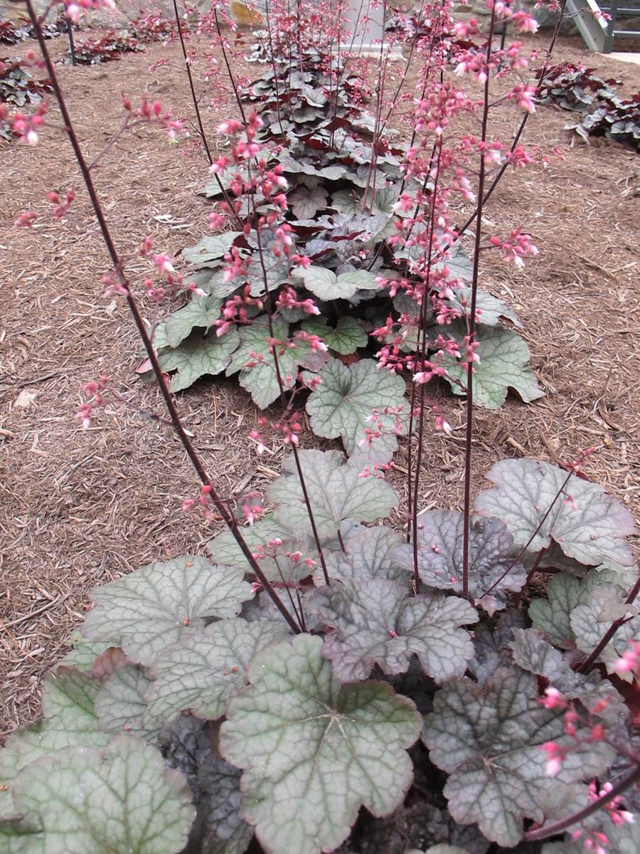 G6366 Heuchera X Steel City 2 C2f1fb4e Ba51 43fe Bd22 1e156d963b3f from www redcrocus com