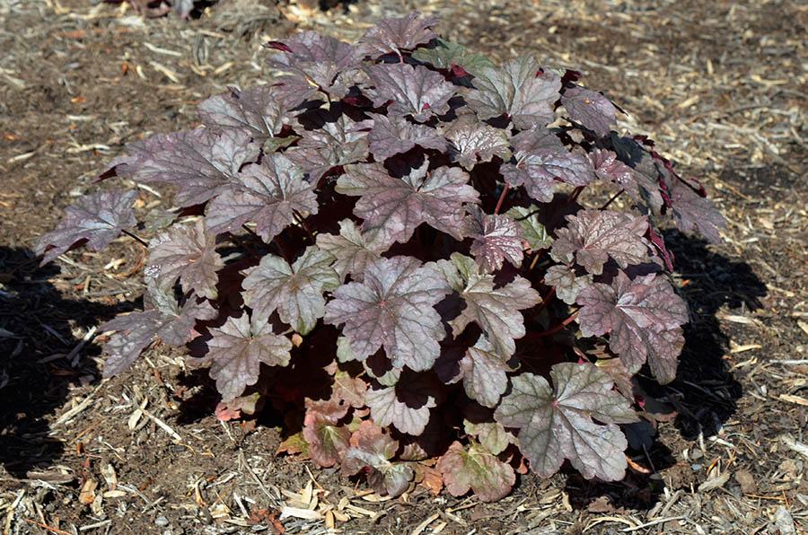G6366 Heuchera X Steel City 3 F93ade84 3fda 4036 A795 8db21a2c37bf from www redcrocus com
