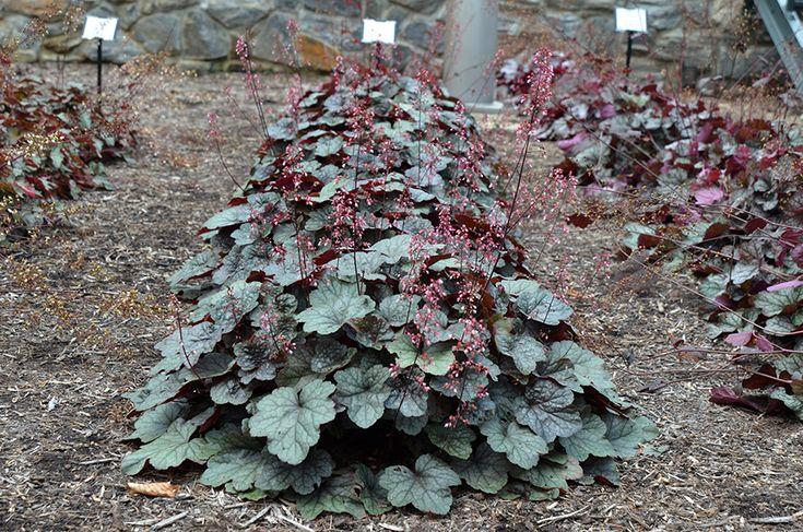 G6366 Heuchera X Steel City 5 637a3afe 2e35 4ed6 9786 6de2be2b6c6f from www redcrocus com