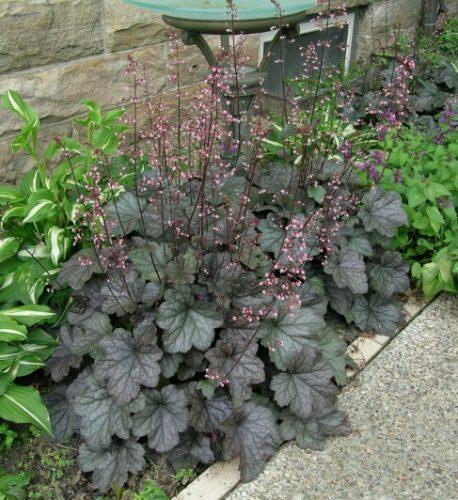 G6366 Heuchera X Steel City 6 09b83b4e 452b 4635 A6e2 9d4c015fc80e from www redcrocus com
