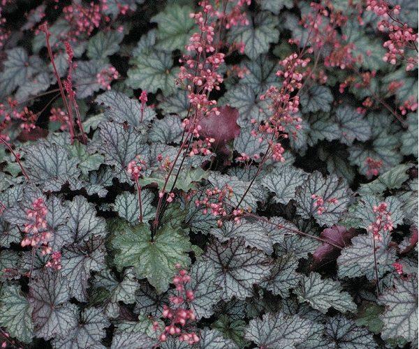 G6366 Heuchera X Steel City 7 8d99114d B2b6 438b 8665 8f1a32396713 from www redcrocus com