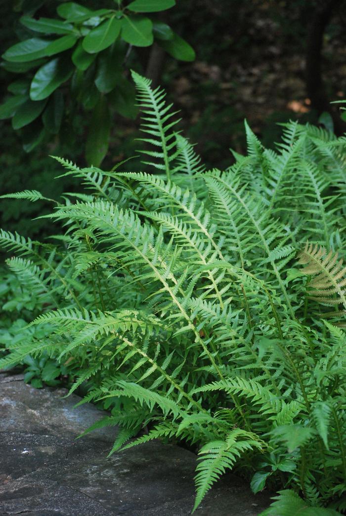 G6369 Fern Thelypteris Decursive Pinnata 10 640f199d E391 432a 847a 4f0ae3bef341 from www redcrocus com
