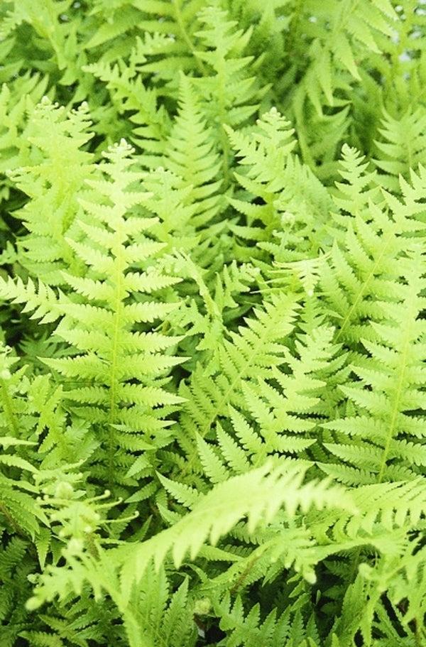 G6369 Fern Thelypteris Decursive Pinnata 11 86c5b60f Cbcd 4bd3 Bda0 D53869243943 from www redcrocus com