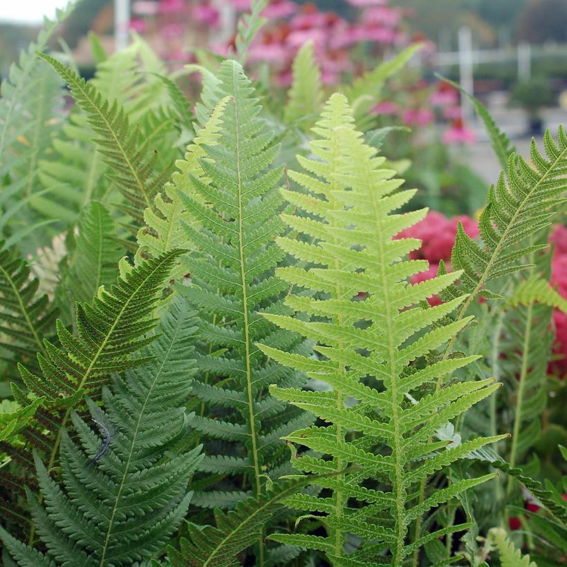 G6369 Fern Thelypteris Decursive Pinnata 12 621747f5 Ea73 40c3 B2f2 8f75ce9b740a from www redcrocus com