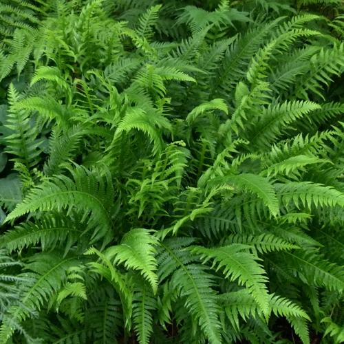 G6369 Fern Thelypteris Decursive Pinnata 15 35c9c153 87b7 49d8 A9e1 22f98915aae5 from www redcrocus com