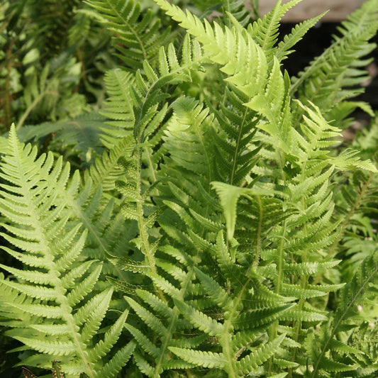 G6369 Fern Thelypteris Decursive Pinnata 1 Adc2ad1a D28f 43fc Ad76 C8206399a256 from www redcrocus com