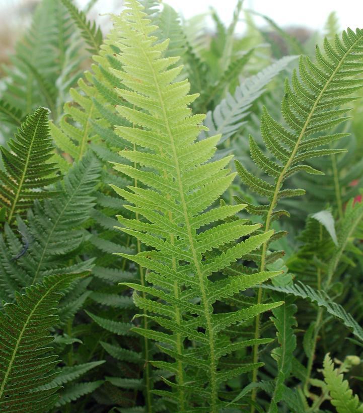 G6369 Fern Thelypteris Decursive Pinnata 2 8e97bf28 05d5 408a B4c1 F8d751ad0189 from www redcrocus com