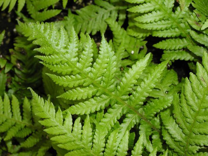 G6369 Fern Thelypteris Decursive Pinnata 3 Db794c84 A06b 4443 Ab75 C93687a4e167 from www redcrocus com