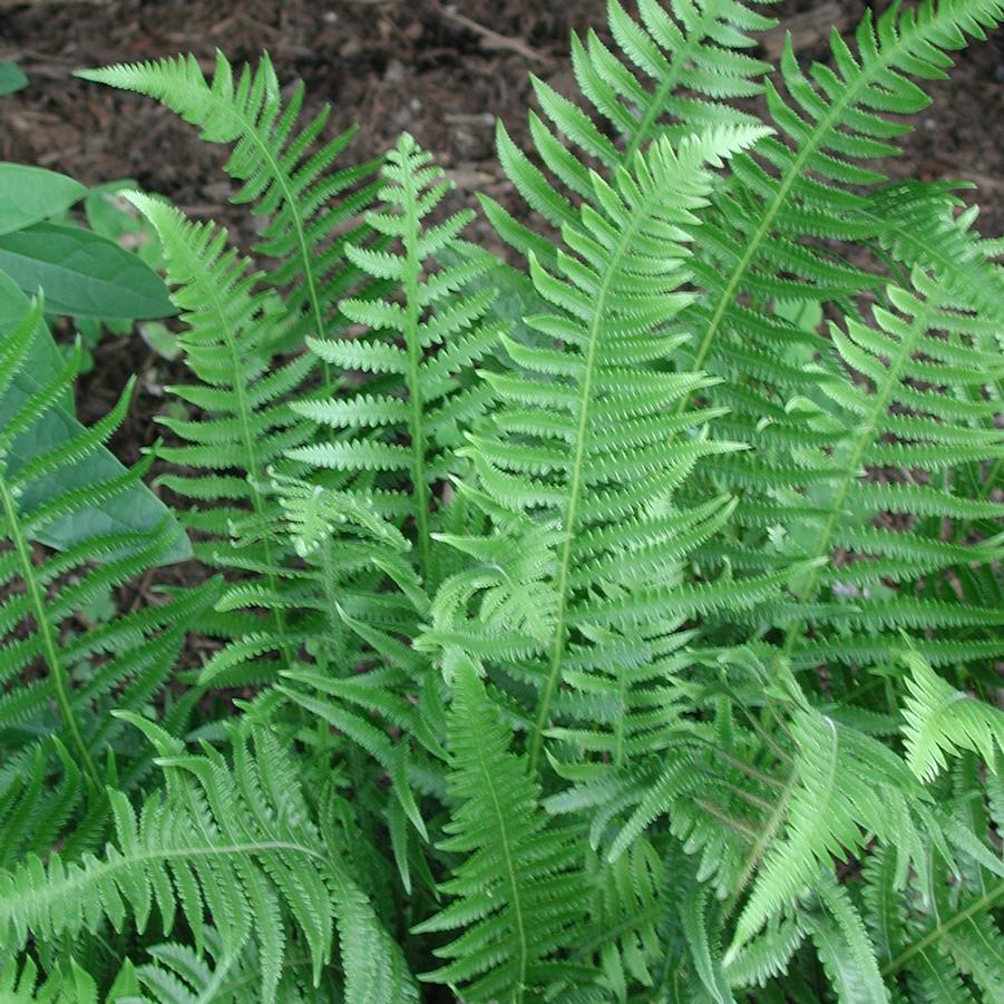 G6369 Fern Thelypteris Decursive Pinnata 4 26e5f509 5df6 4991 Aba6 7a6e6d113f67 from www redcrocus com