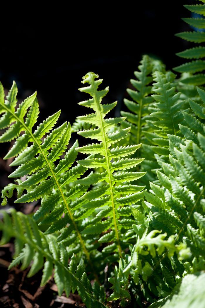 G6369 Fern Thelypteris Decursive Pinnata 5 D9e1fbc0 E051 4b17 82b8 64e468de83c2 from www redcrocus com