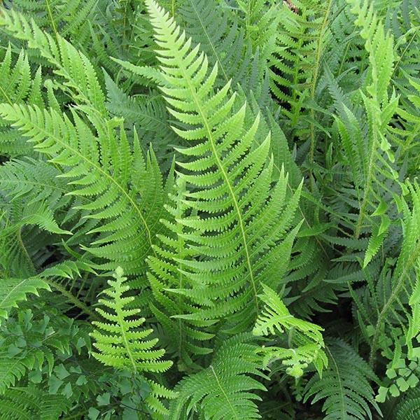 G6369 Fern Thelypteris Decursive Pinnata 6 Adb578ea E683 4e00 B9a0 1c403f2c010c from www redcrocus com
