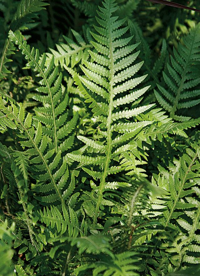 G6369 Fern Thelypteris Decursive Pinnata 7 Fe126d94 C466 4695 Bc50 4e46f3206105 from www redcrocus com