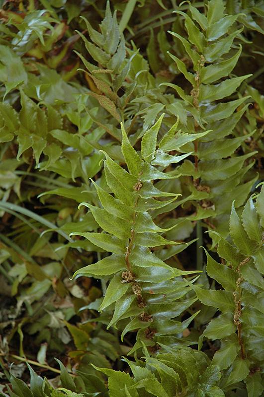 G6369 Fern Thelypteris Decursive Pinnata 8 2ac4a7cd 1722 4693 96a7 B93a16646256 from www redcrocus com