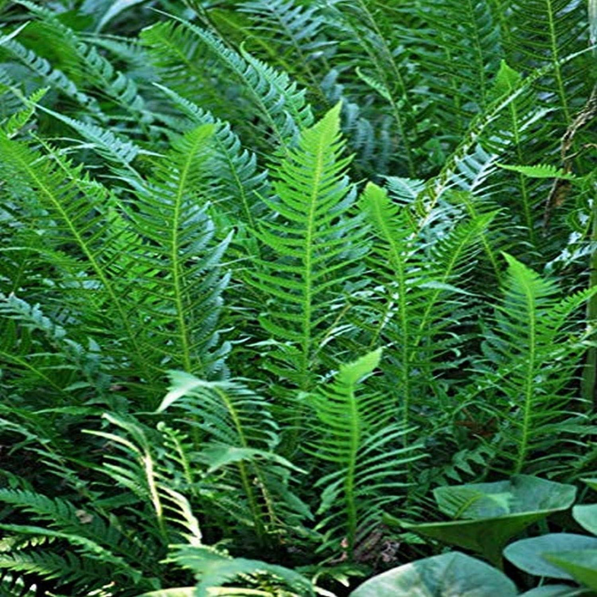 G6369 Fern Thelypteris Decursive Pinnata 9 A22443a1 E2d3 4925 Bc78 5edd054f6db3 from www redcrocus com