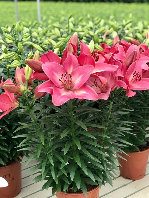 G6374 Lilium X Hybrida Asiaticum Longiflorum 'summer Sky' - View 1 from www redcrocus com