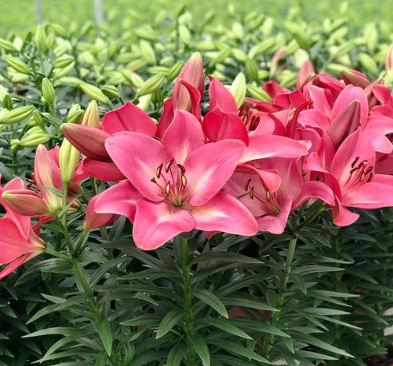 G6374 Lilium X Hybrida Asiaticum Longiflorum 27summer Sky 27 2 0757bb35 9bc1 435a 933f Cfc86794ffae from www redcrocus com