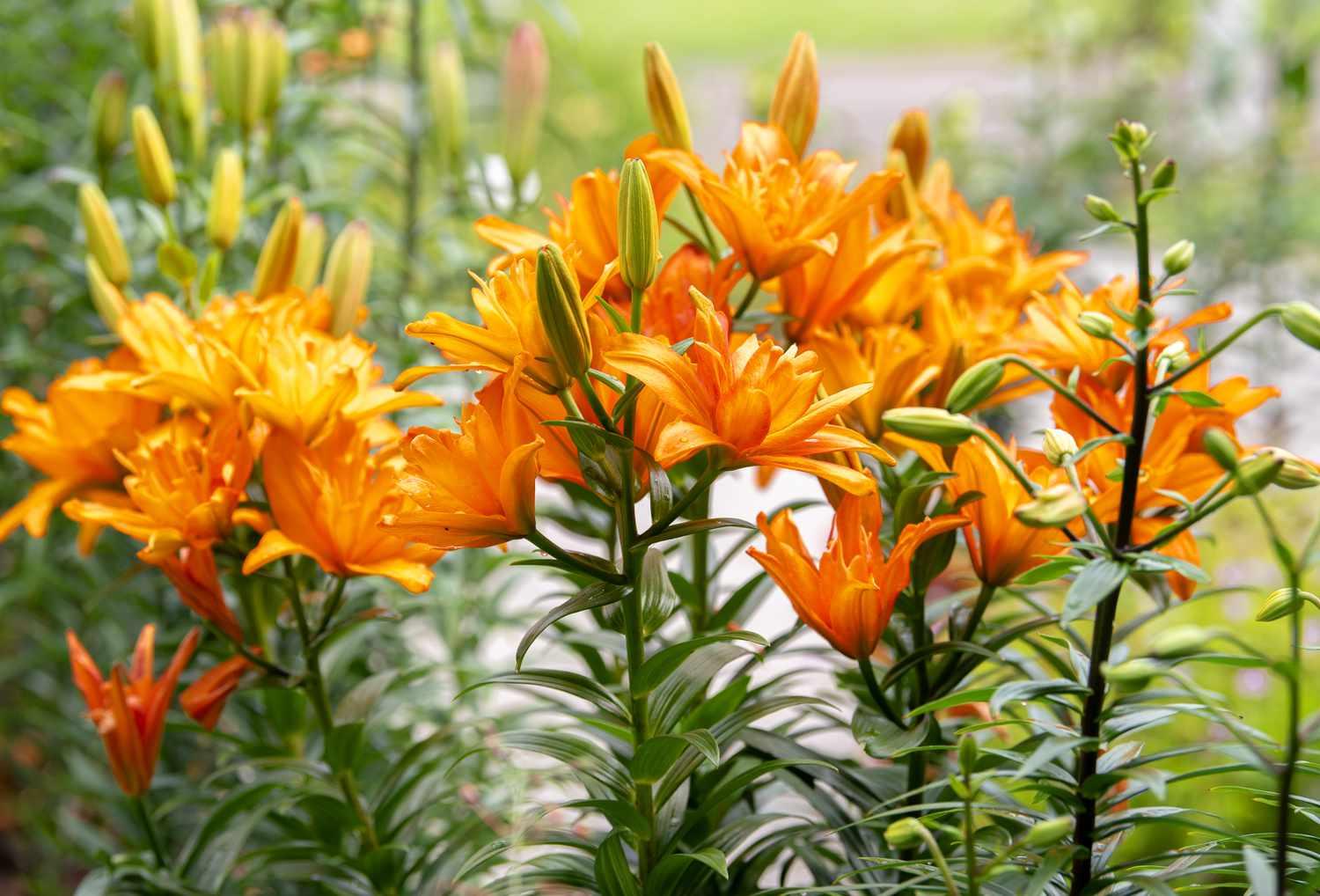 G6374 Lilium X Hybrida Asiaticum Longiflorum 27summer Sky 27 3 81aa237a 5f4c 4c0c B1db 0b7ef5253ab8 from www redcrocus com