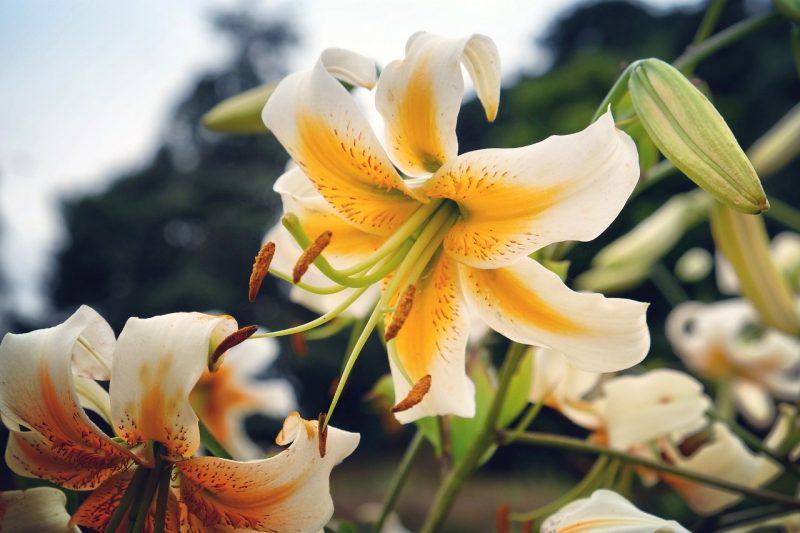 G6374 Lilium X Hybrida Asiaticum Longiflorum 27summer Sky 27 4 4b0edb7c 8072 4767 A504 C0914d8cbc44 from www redcrocus com